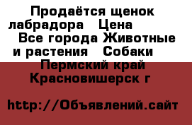Продаётся щенок лабрадора › Цена ­ 30 000 - Все города Животные и растения » Собаки   . Пермский край,Красновишерск г.